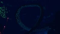 A large, looping Coral Bridge