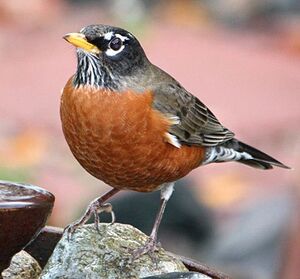 American robin 61234.jpg