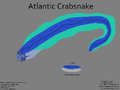 Atlantic Crabsnake Concept "serpecaranguexo Atlántico"