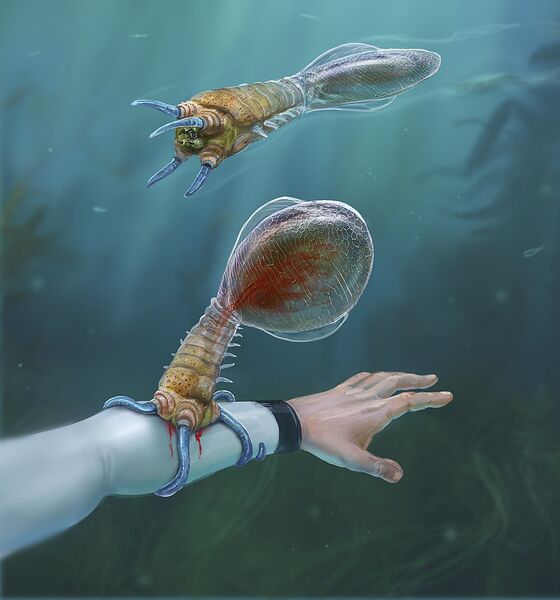 File:Creatures Bleeder LowRes.jpg