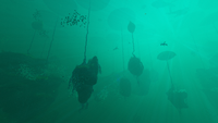 Lilypad Islands Biome.png