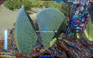 Material coral chunk.jpg