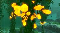 Creepvines with glowing seed clusters in the Kelp Forest