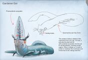 Gardener Eel (unused) - by Alex Ries