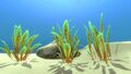 Green Reeds in Safe Shallows near Aurora