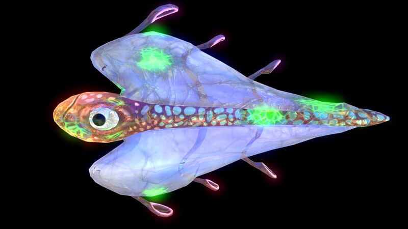 File:Infected Bladderfish (Black).jpg