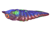 Infected Lava Larva