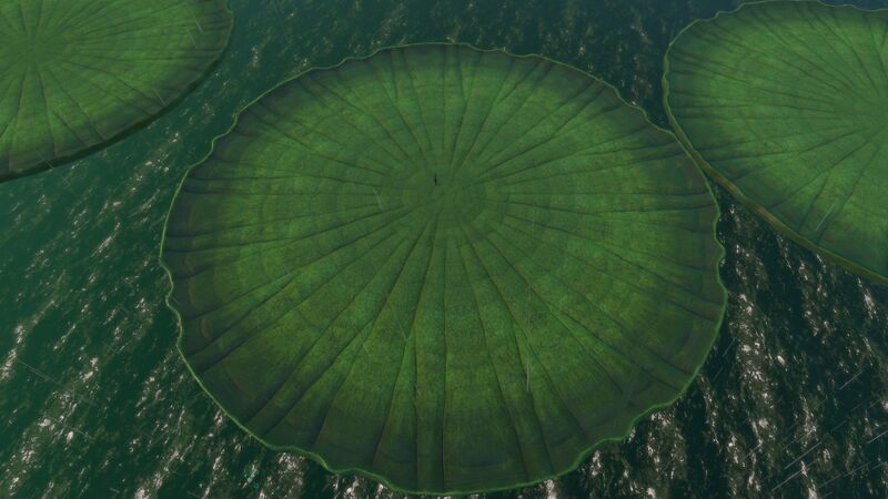 File:LilypadComparison.jpg
