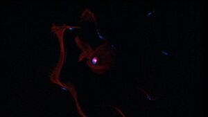 Vampire-Squid1-533x300.jpg