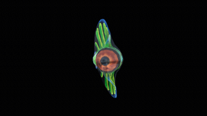 DiscusFront.png