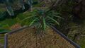 A Fern Palm during the day