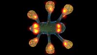 Infected Hoverfish (Black)-1.jpg