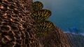 Shell Plates inside in the Underwater Islands