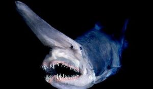 Goblin-shark1.jpg