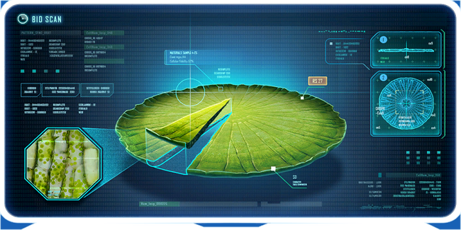 Mature Lily Pad Ency.png