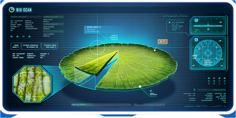 File:Mature Lily Pad Ency.png