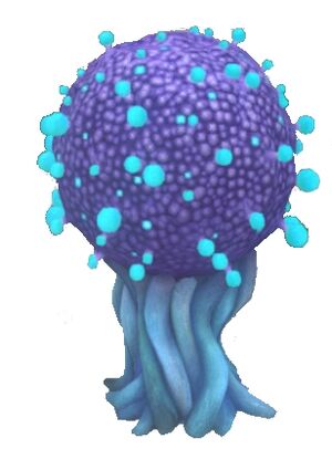 Pygmy Koosh.jpg