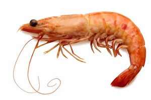 Suit Of Shrimp.jpg