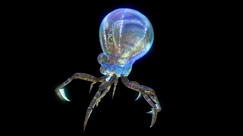 File:Crabsquid5.jpg