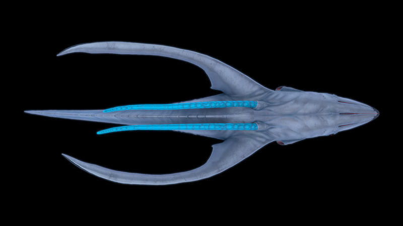 File:Squidshark Ventral View.png