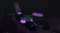 JellyShroom03.jpg