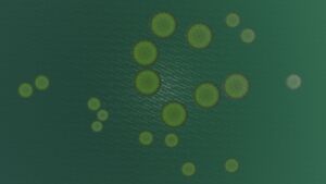 Lilypad Skyview.jpg