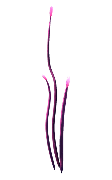 File:Pink Narrowleaf Plant.png