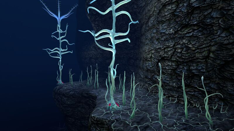 File:Blood Kelp Zone (3).jpg