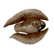 Cooked Feather Fish Icon.png