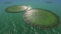 Matured Lilypads on the surface