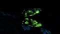 Bioluminescence