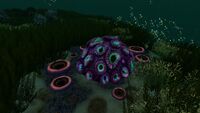 A Brain Coral surrounded by Tree Leeches