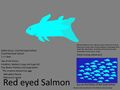 Red Eyed Salmon Concept "salmón ollos vermella"