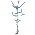 Blood Kelp Flora.png