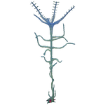 Blood Kelp Flora.png