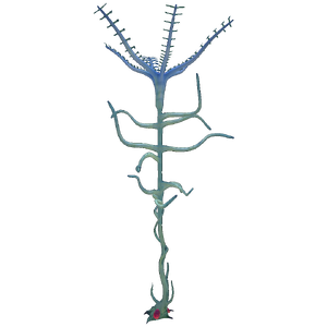 Blood Kelp Flora.png