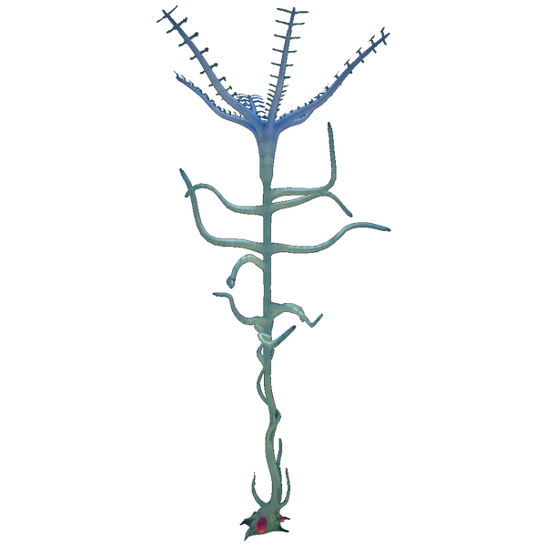 File:Blood Kelp Flora.png
