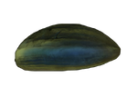 Coral Shell Plate Coral.png