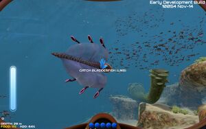 Life-form bladderfish-back.jpg