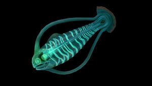 SpinefishB.jpg