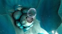 An Ice Bubble expelling oxygen