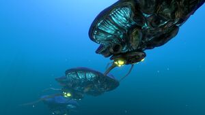 Reefback (5).jpg