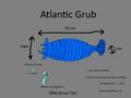 Atlantic Grub Concept "atlántico Larva"