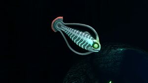 Spinefish1.jpg