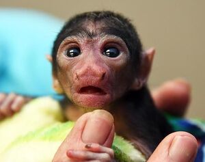 Baby Socki Monkin .jpeg