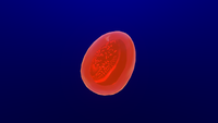 Blood Oil In-game Model
