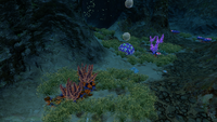 Some of the flora and coral found in the sinkhole