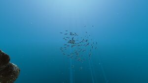 Shoal of Fish (1).jpg