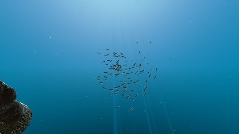 File:Shoal of Fish (1).jpg
