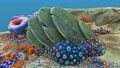 Slanted Shell Plates also drop Coral Samples
